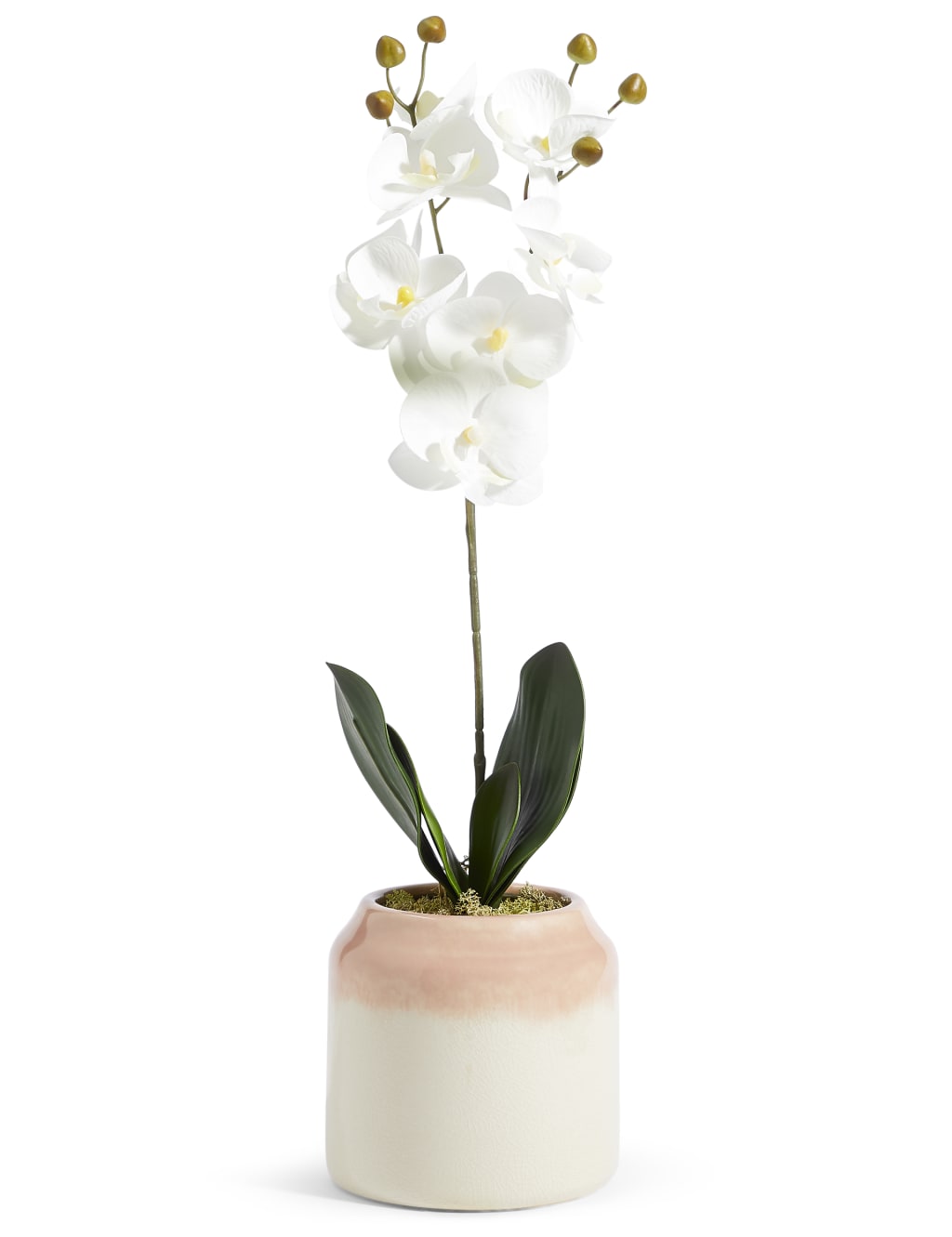 Large Orchid in Ombre Ceramic 1 of 3