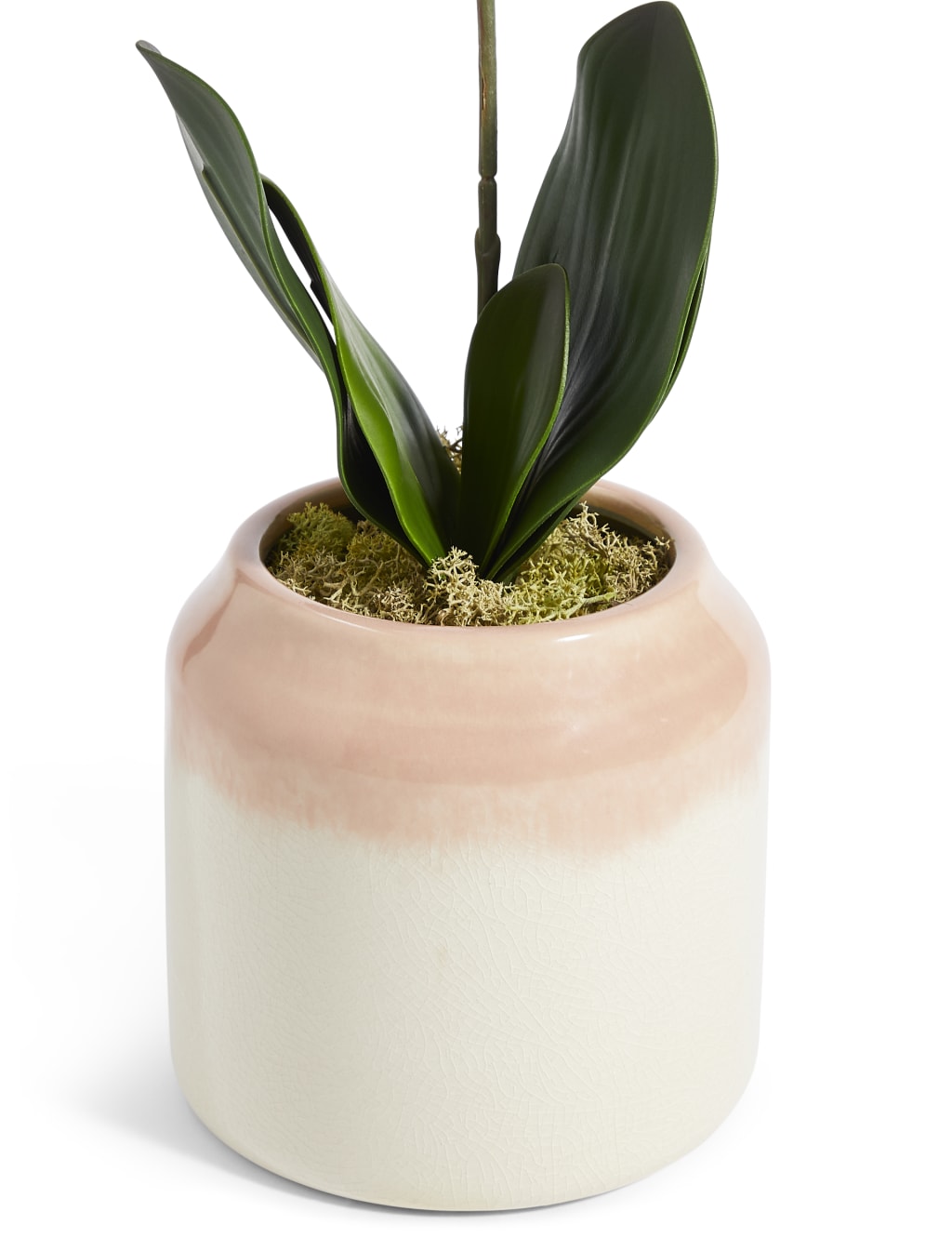 Large Orchid in Ombre Ceramic 3 of 3
