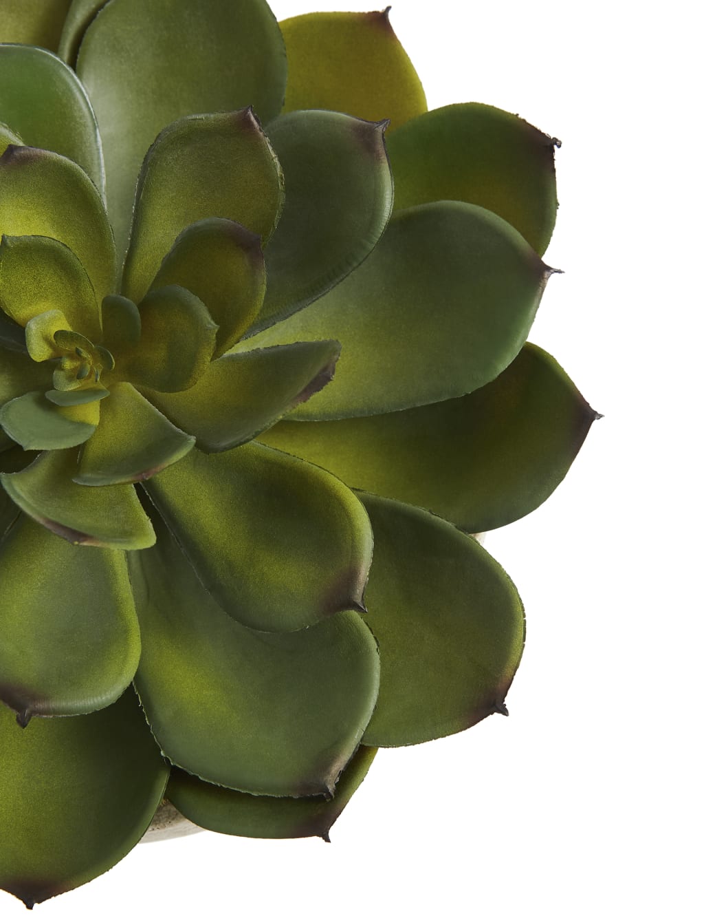 Large Echeveria in Stone Pot 2 of 3