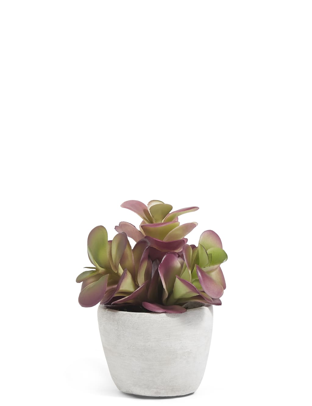Small Succulent in Concrete Pot 1 of 3