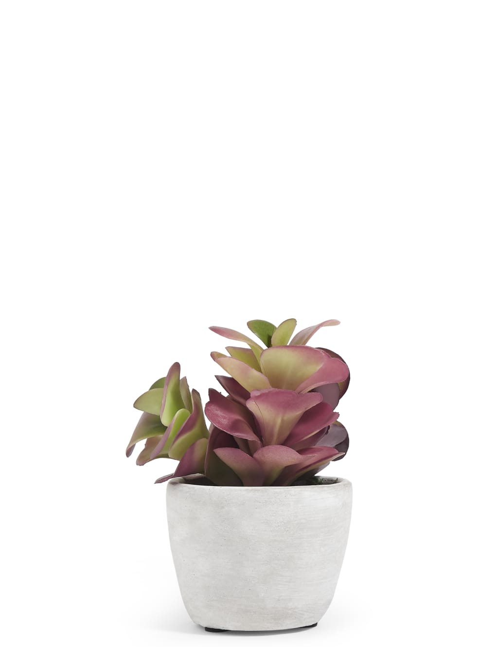Small Succulent in Concrete Pot 2 of 3