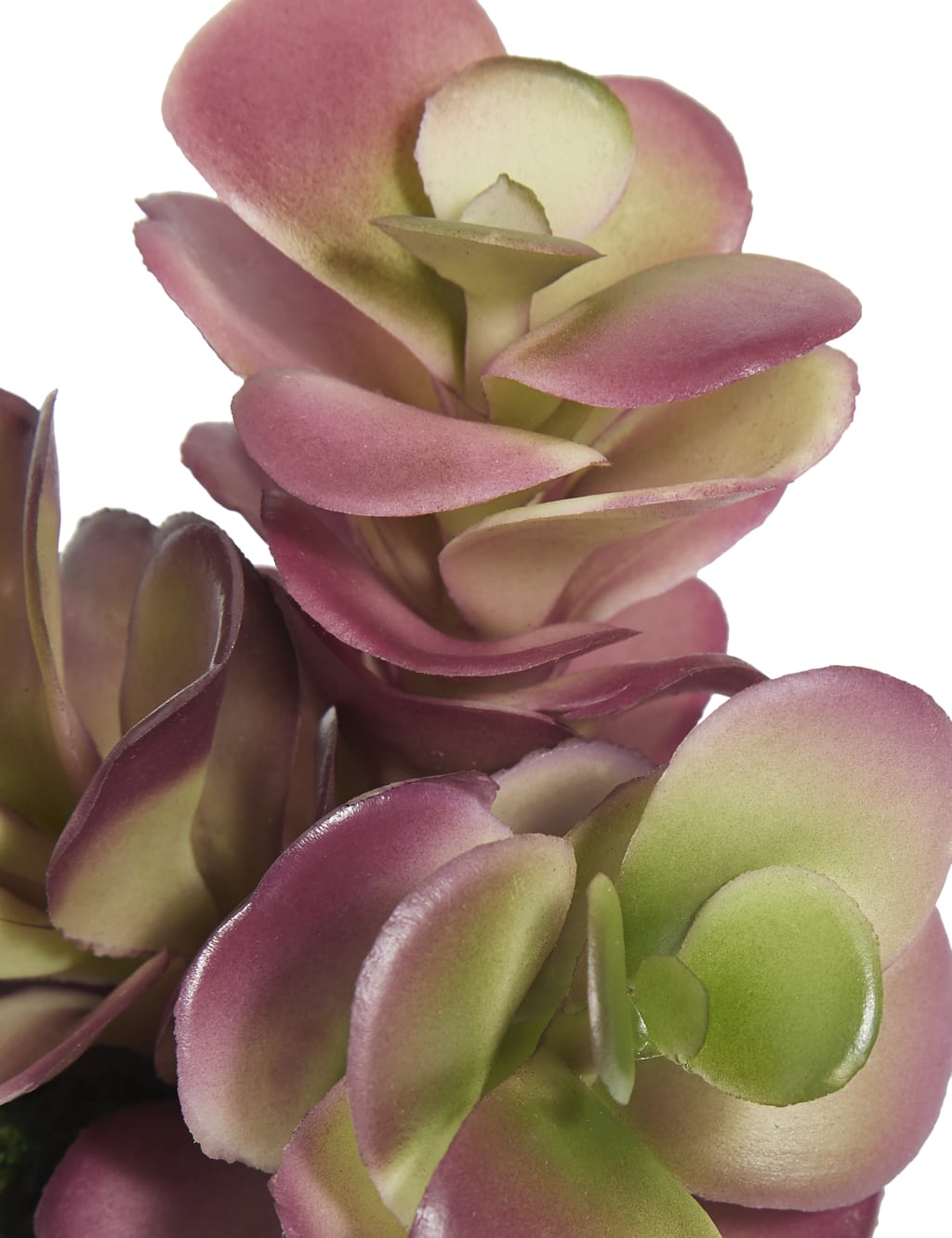Small Succulent in Concrete Pot 3 of 3