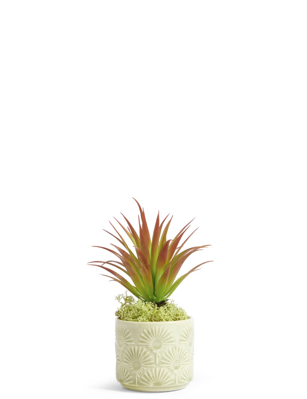 Mini Spiky Succulent in Embossed Pot 1 of 3