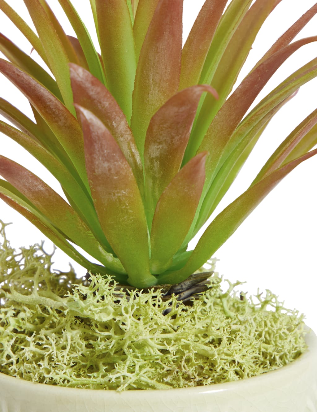 Mini Spiky Succulent in Embossed Pot 2 of 3