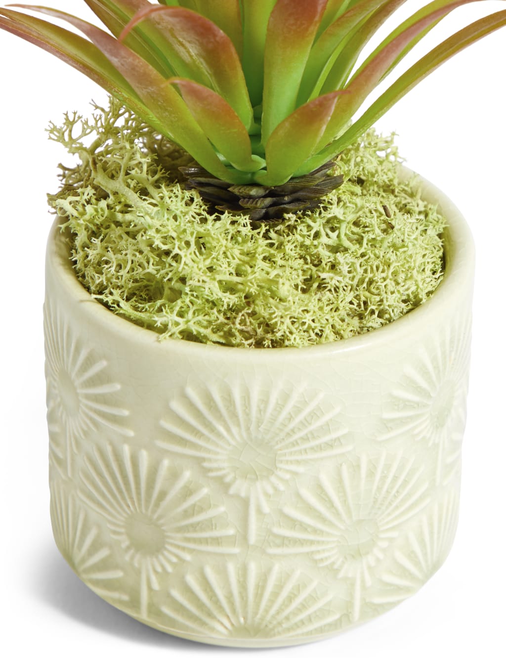 Mini Spiky Succulent in Embossed Pot 3 of 3