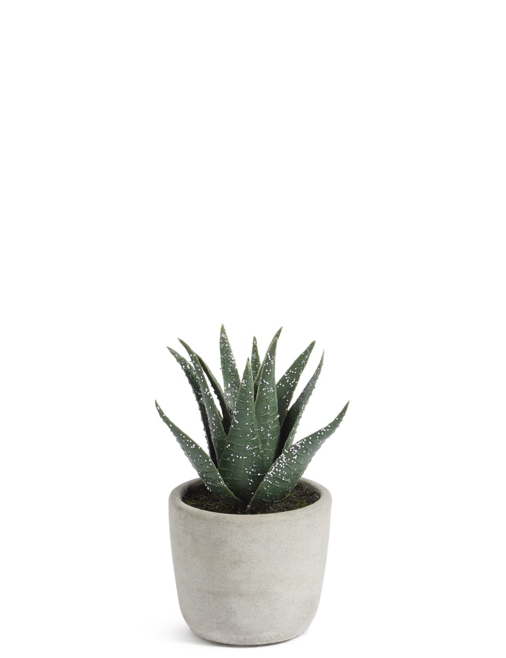 Christmas Spiky Succulent 1 of 2