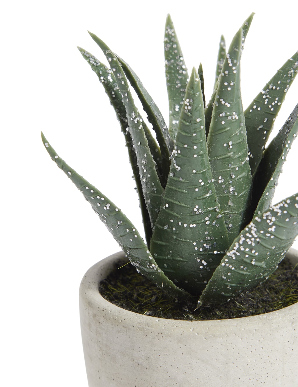 Christmas Spiky Succulent 2 of 2