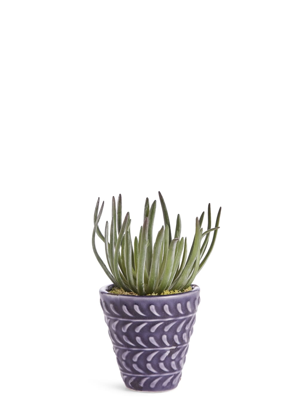 Arid Succulent in Blue Embossed Ceramic 1 of 3