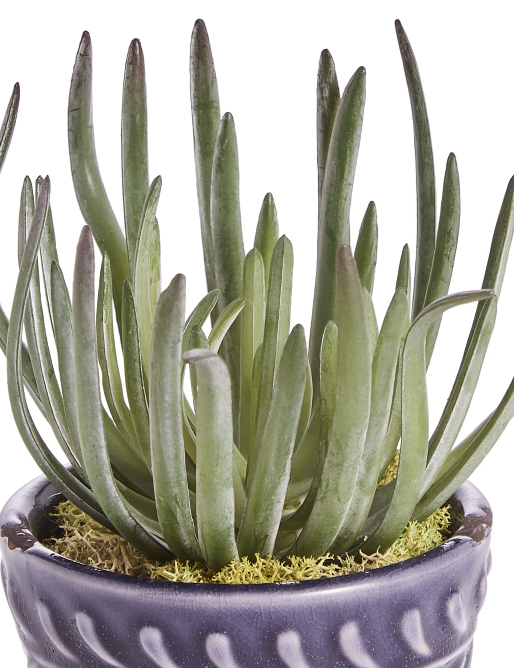 Arid Succulent in Blue Embossed Ceramic 3 of 3
