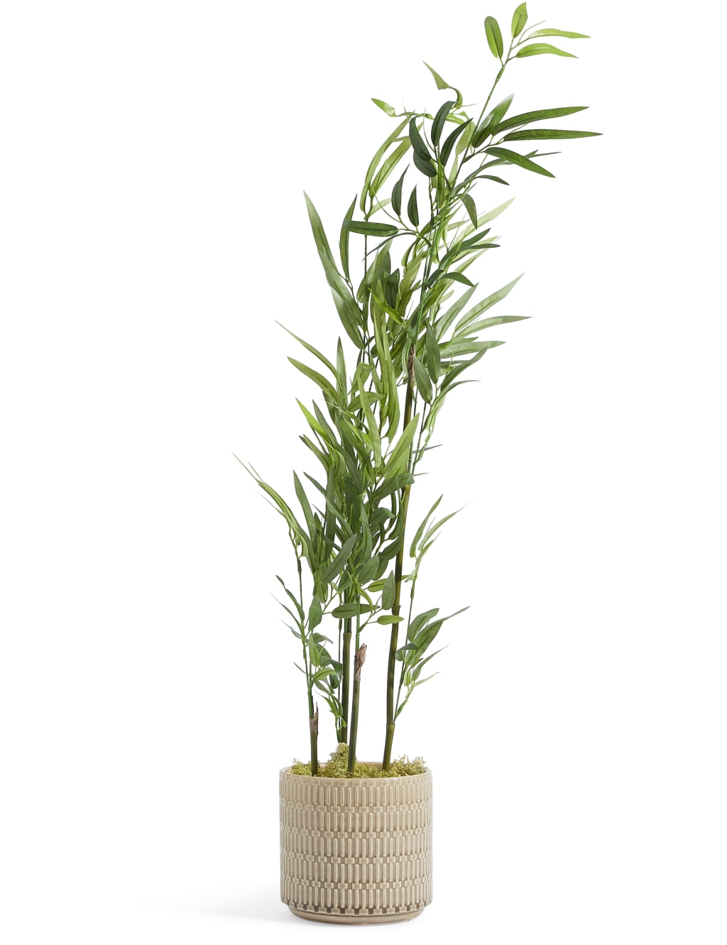 Bamboo Plant in Embossed Ceramic Pot 1 of 3