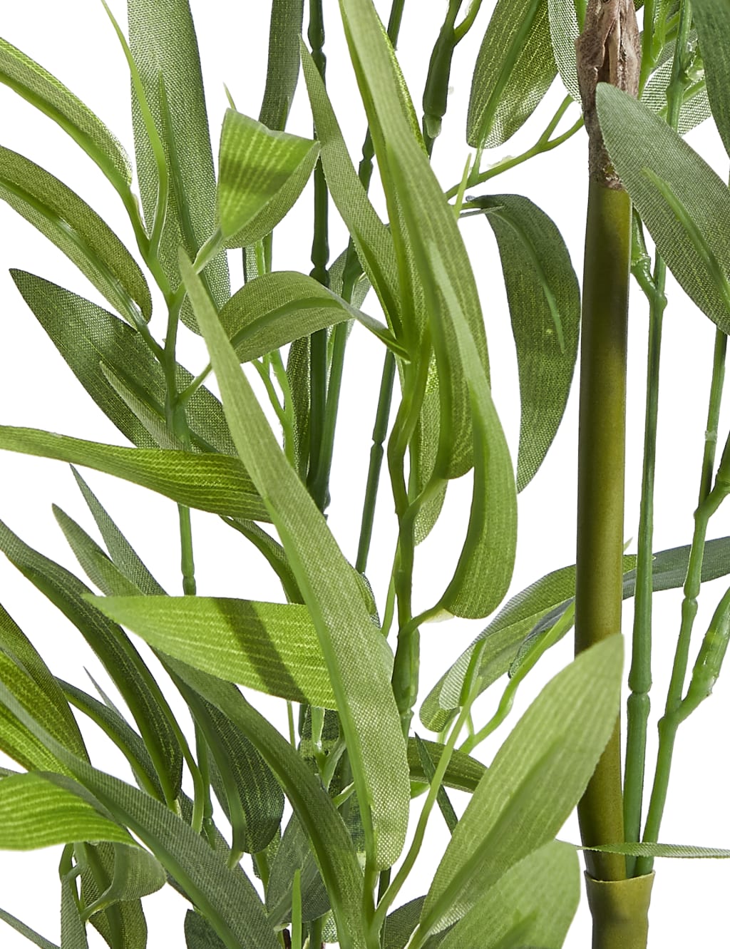 Bamboo Plant in Embossed Ceramic Pot 2 of 3