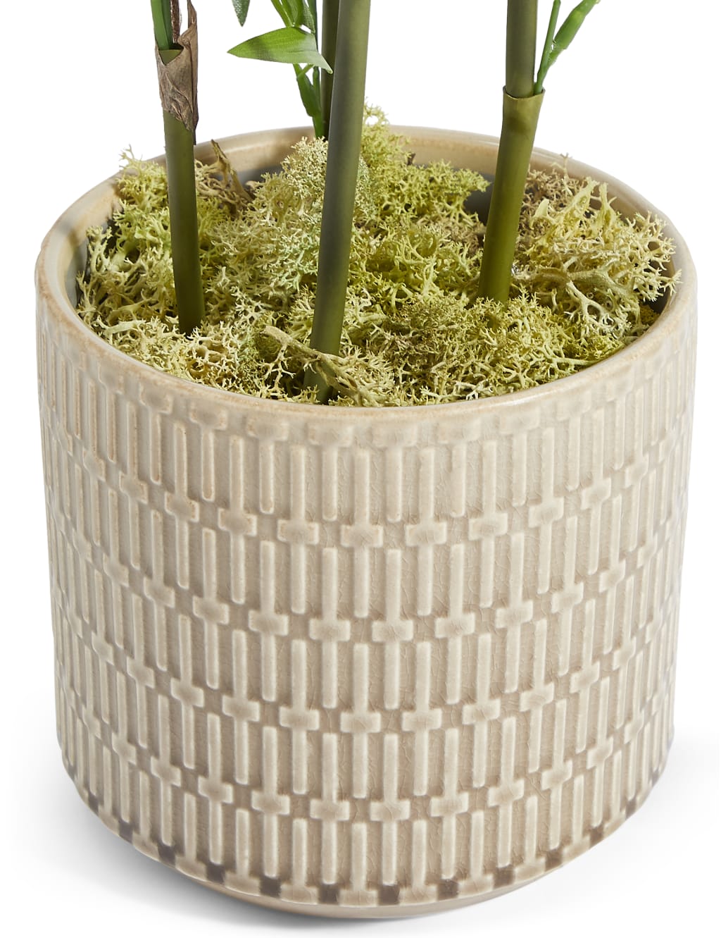 Bamboo Plant in Embossed Ceramic Pot 3 of 3