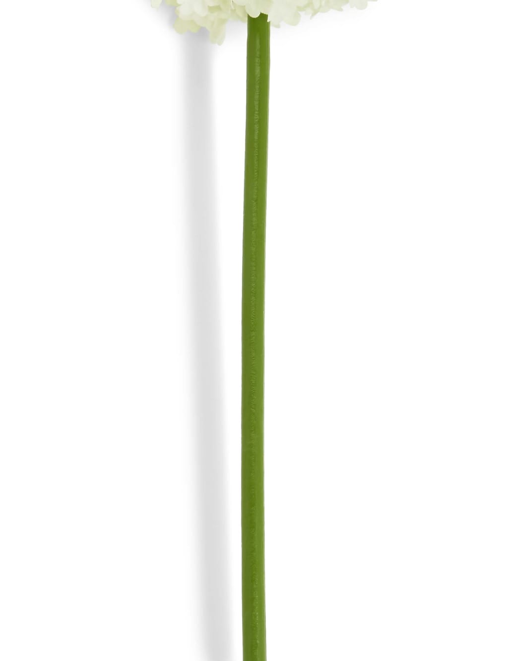 Allium Stem 2 of 4