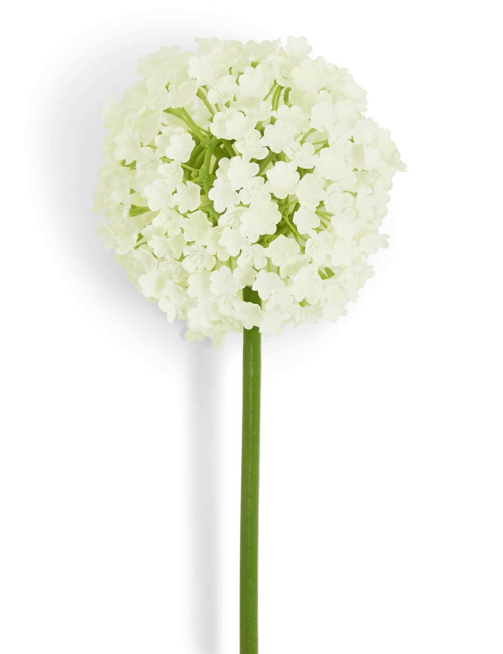 Allium Stem 3 of 4