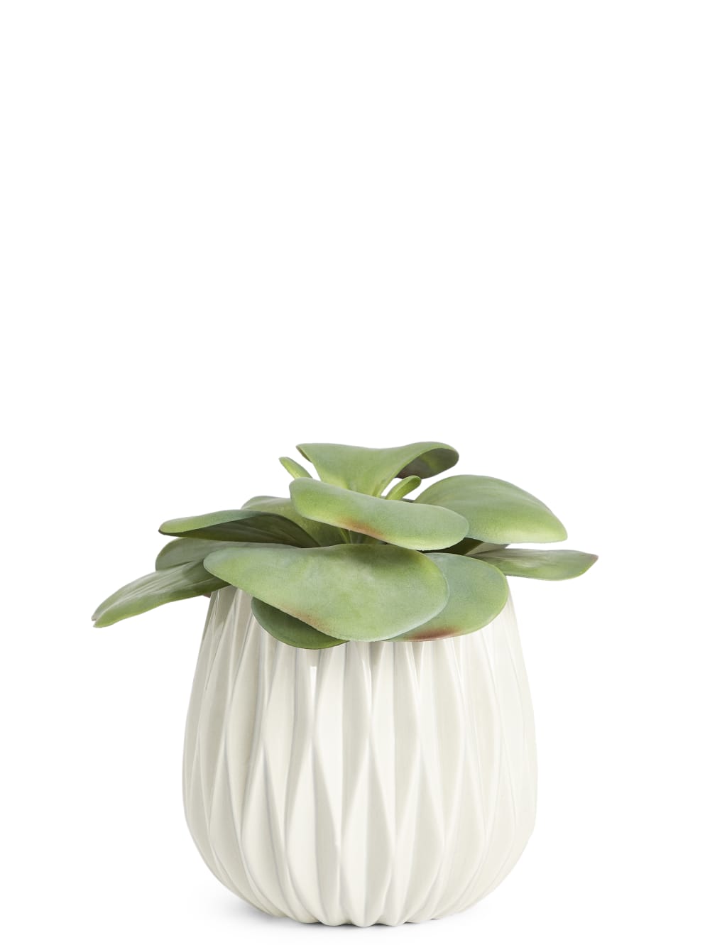 Elephant Ear Succulent in Ceramic Pot 1 of 3