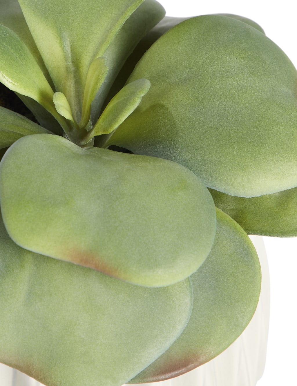 Elephant Ear Succulent in Ceramic Pot 2 of 3