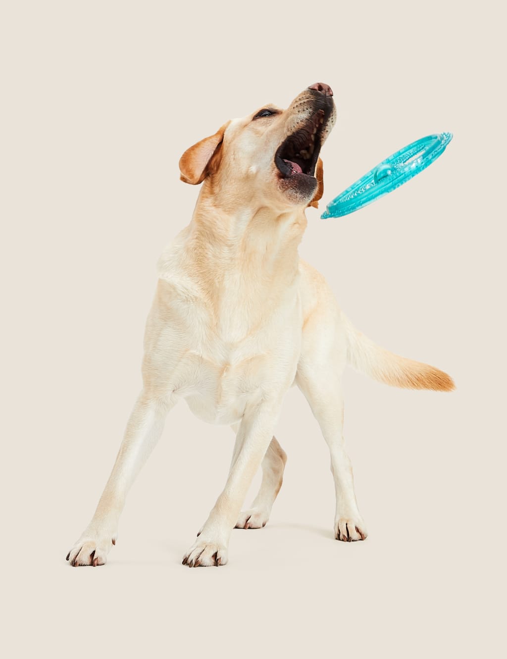 Light Up Frisbee Pet Toy M S