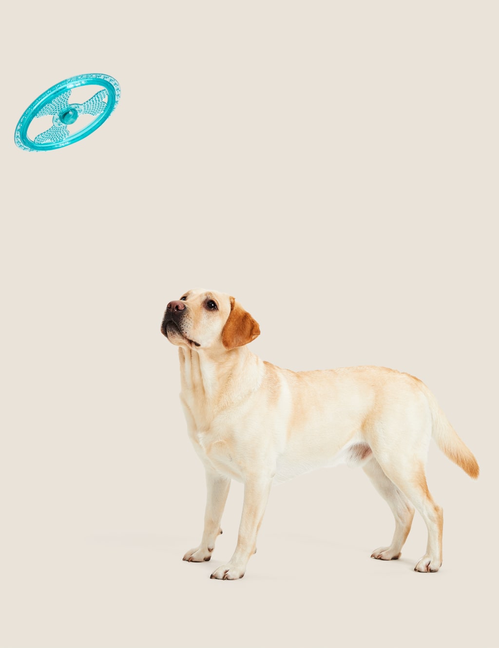 Light Up Frisbee Pet Toy M S