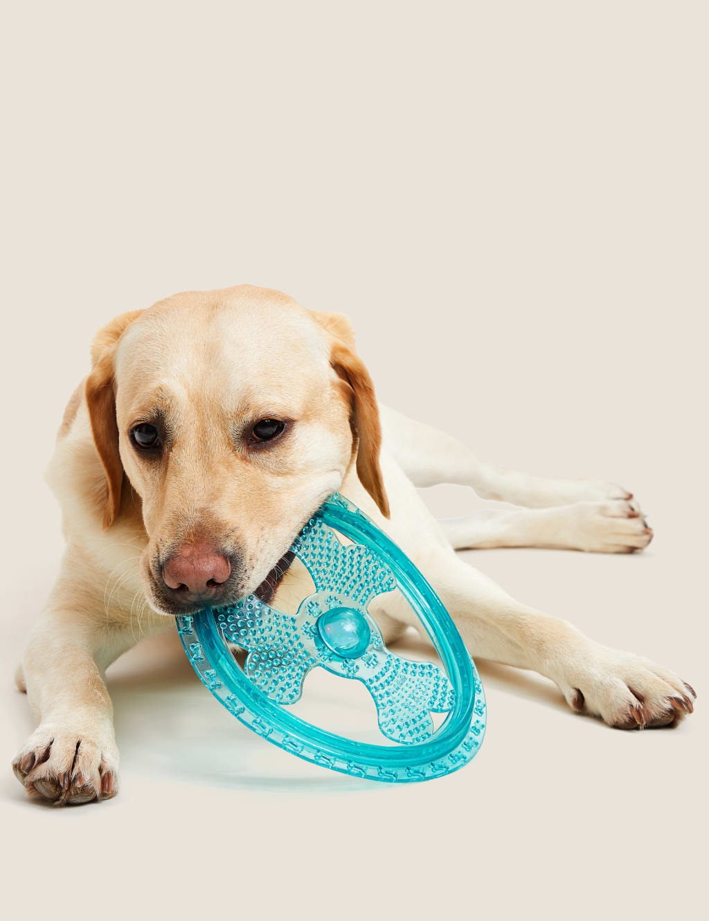 Light Up Frisbee Pet Toy M S