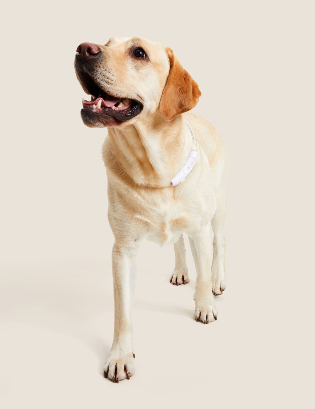 Light up dog collar pets at home store