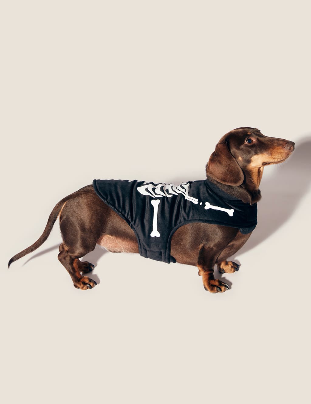 Halloween Glow In The Dark Jumper For Pets 1 of 6