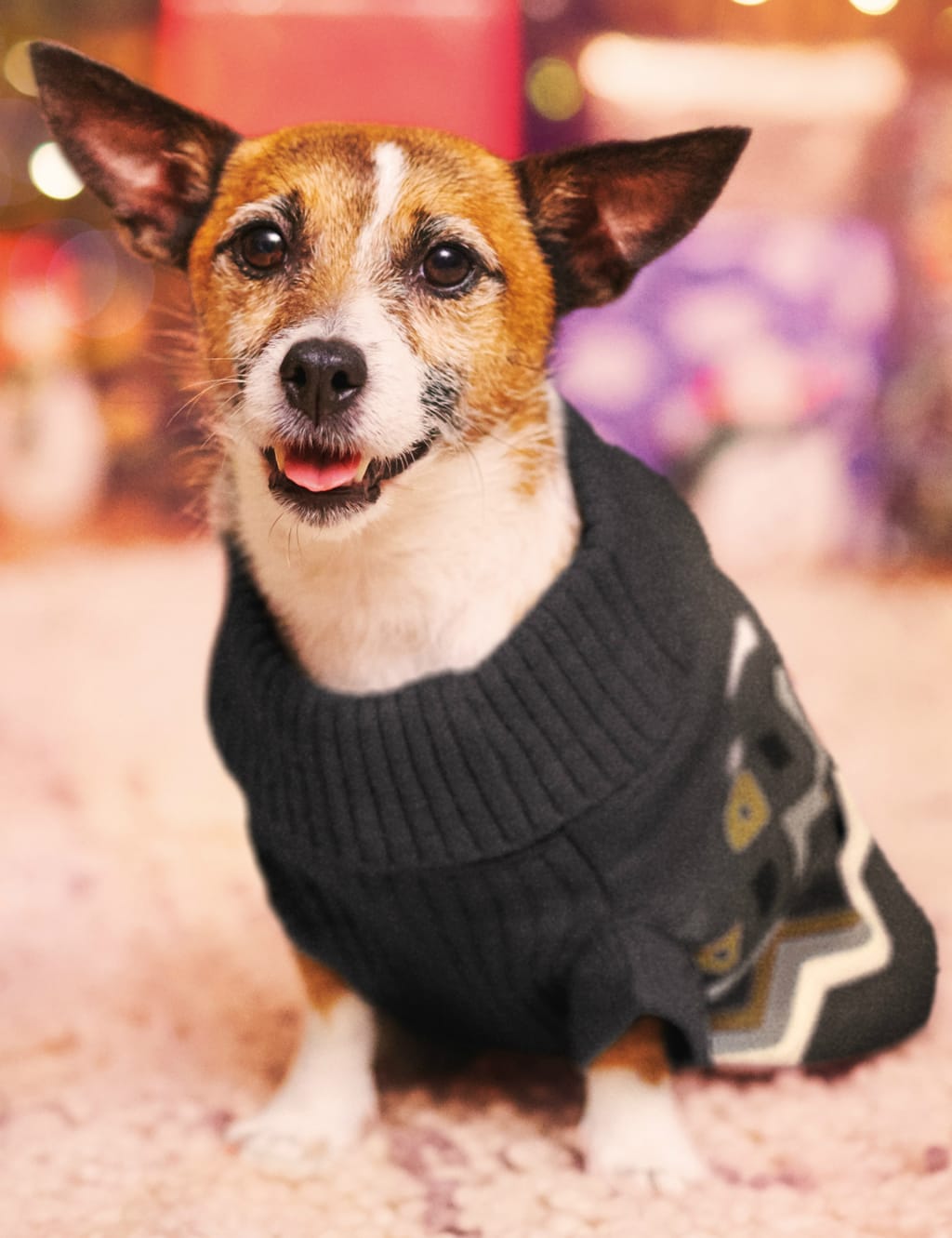 Chevron Stripe Bone Print Dog Jumper M S Collection M S