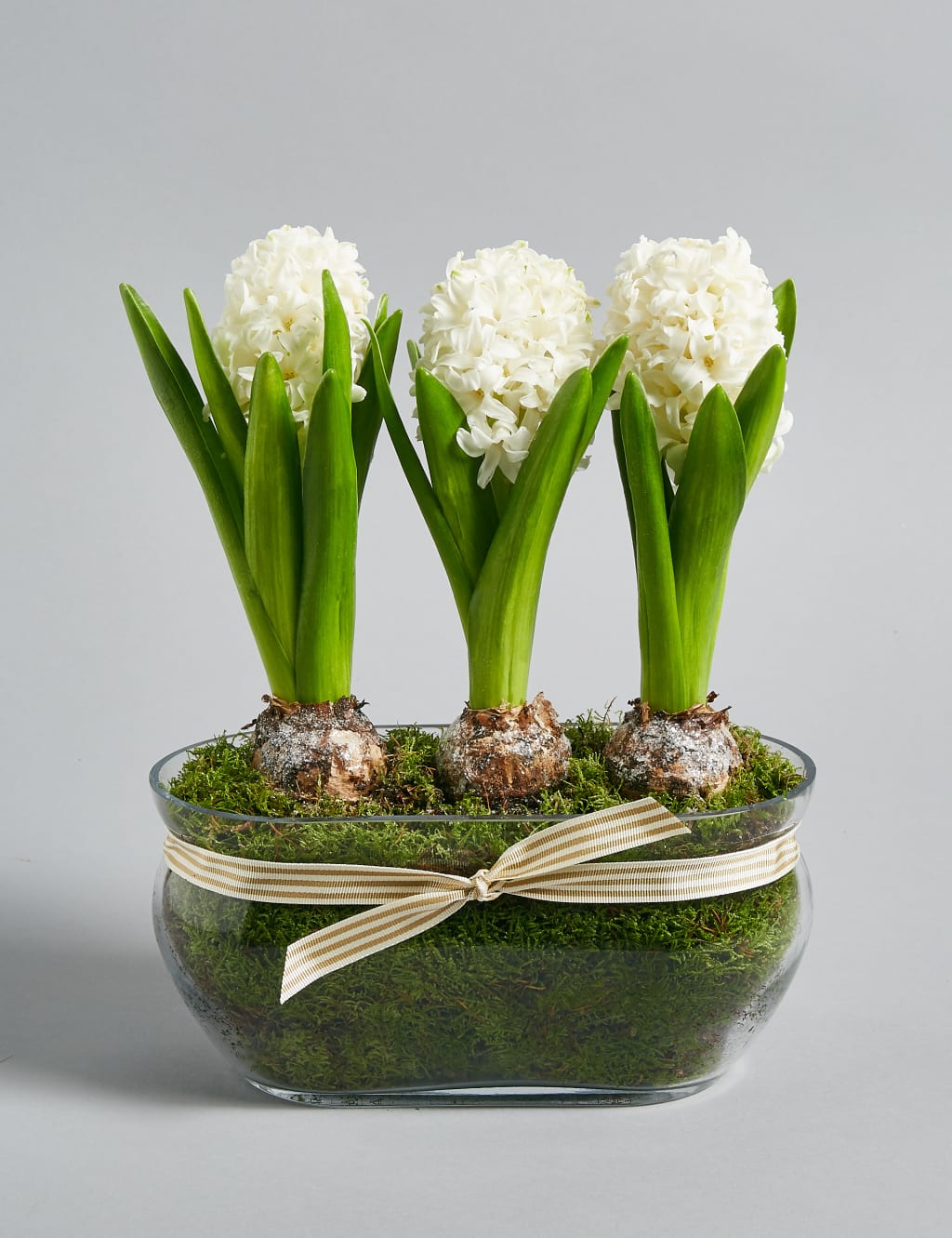 Christmas Hyacinth Trough 1 of 8