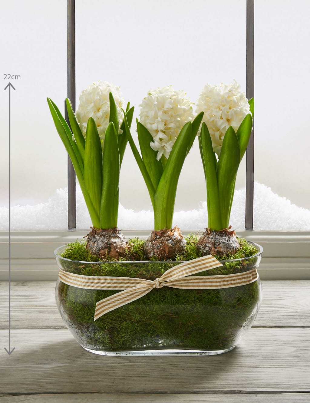 Christmas Hyacinth Trough 3 of 8