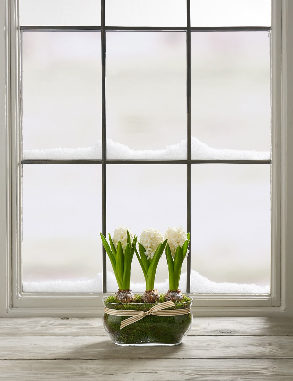 Christmas Hyacinth Trough 4 of 8