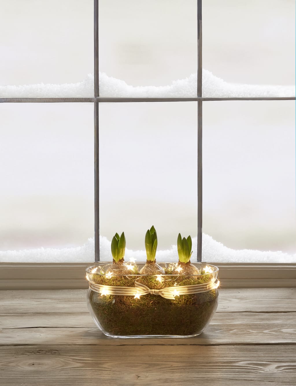 Christmas Hyacinth Trough 6 of 8