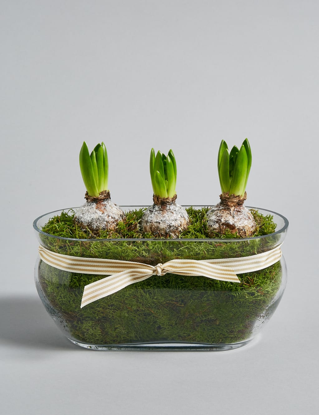 Christmas Hyacinth Trough 7 of 8