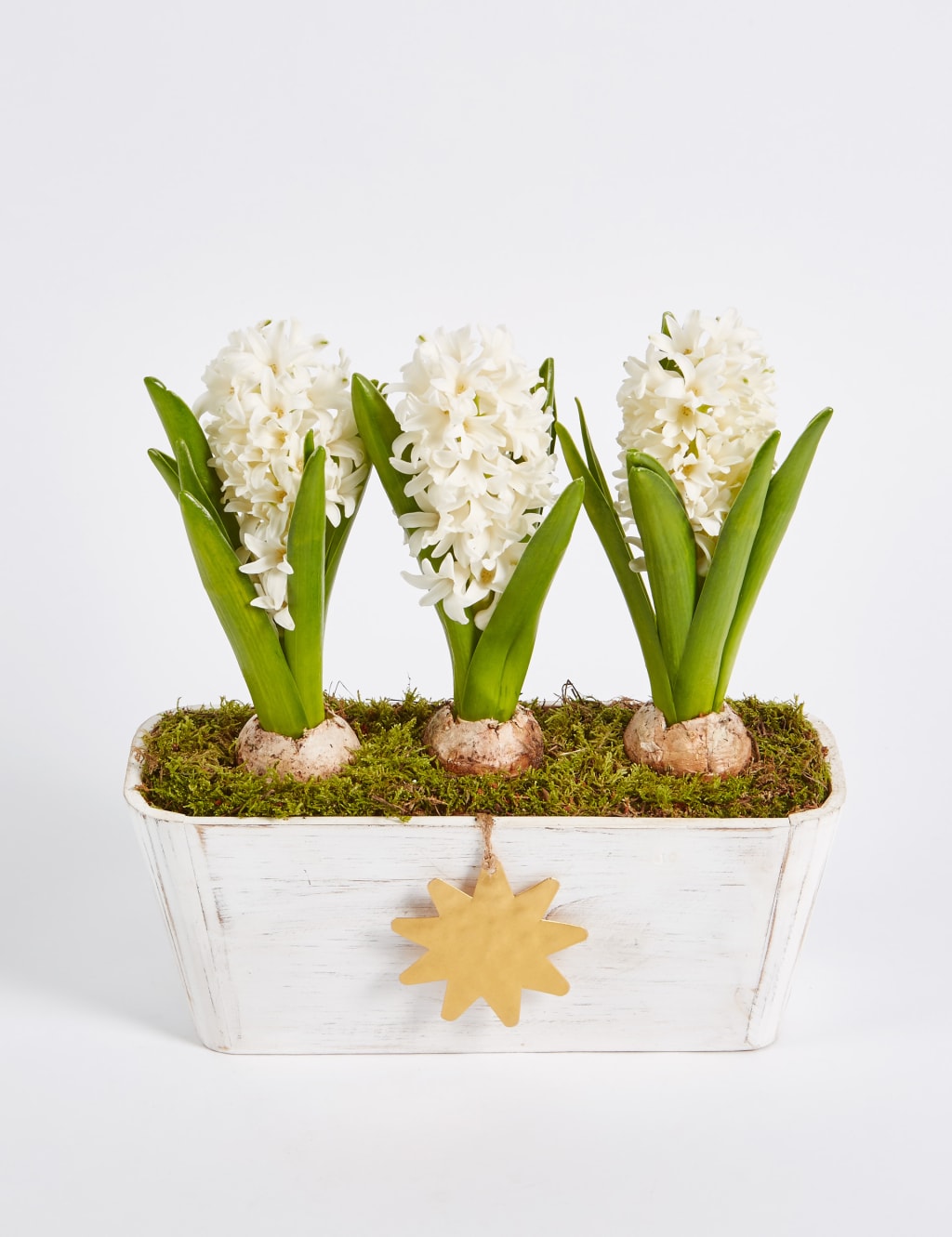 Christmas Hyacinth Trough 8 of 8