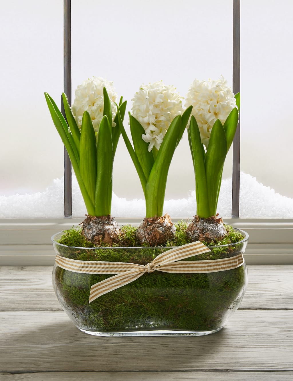 Christmas Hyacinth Trough 2 of 8