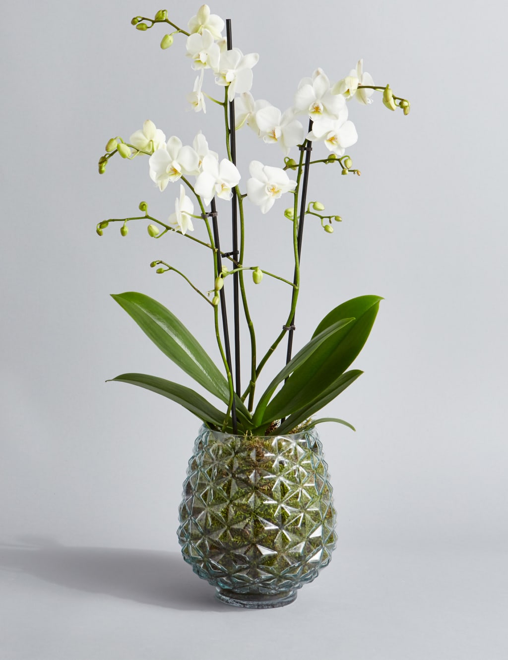 The Collection Multifloral Triple Stem Orchid 1 of 6