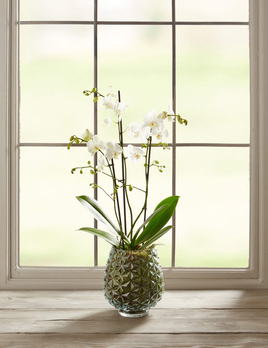 The Collection Multifloral Triple Stem Orchid 4 of 6