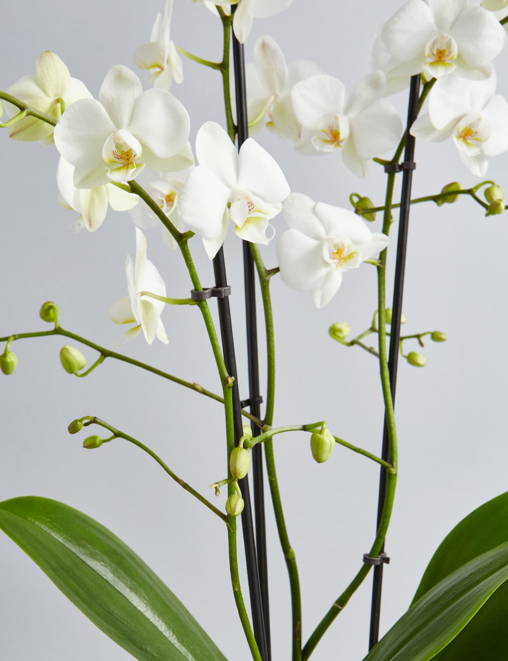 The Collection Multifloral Triple Stem Orchid 6 of 6