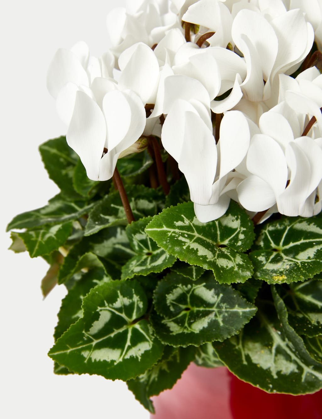 Santa's Flowering Boots Cyclamen Planter 3 of 4