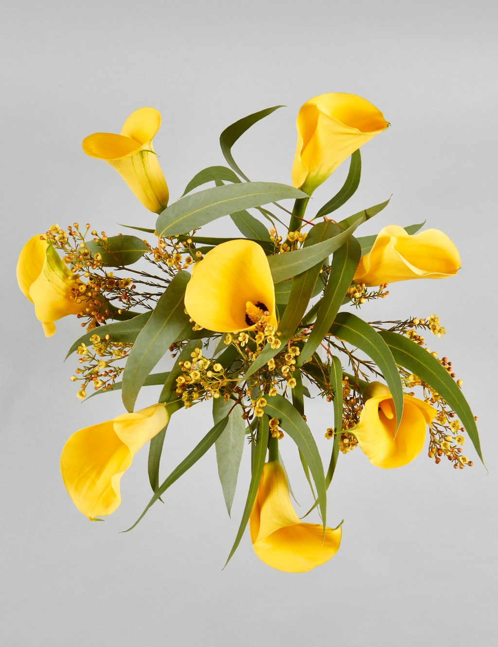 The Collection Calla Lilies 4 of 6