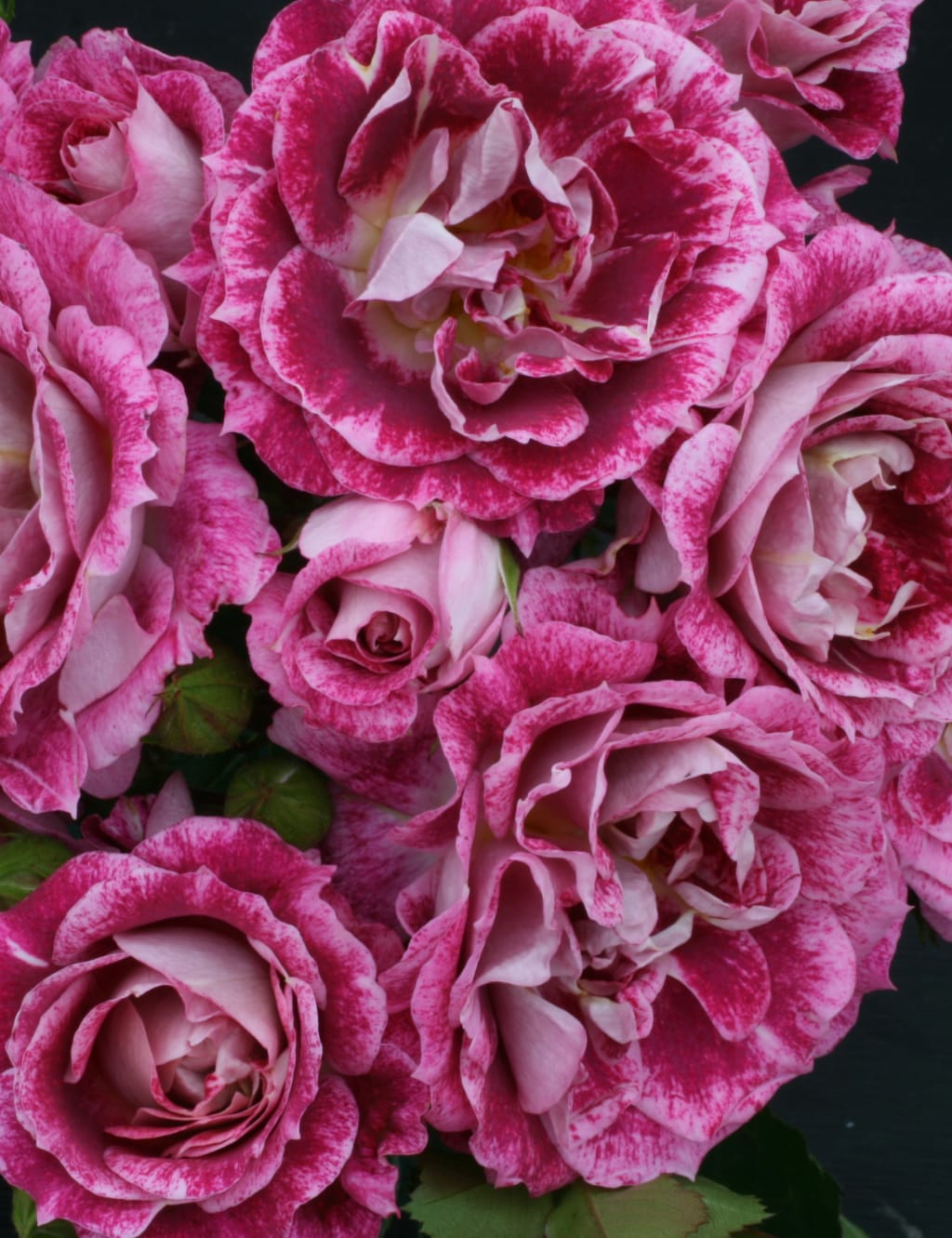 Celebration Rose Plant 3 of 4