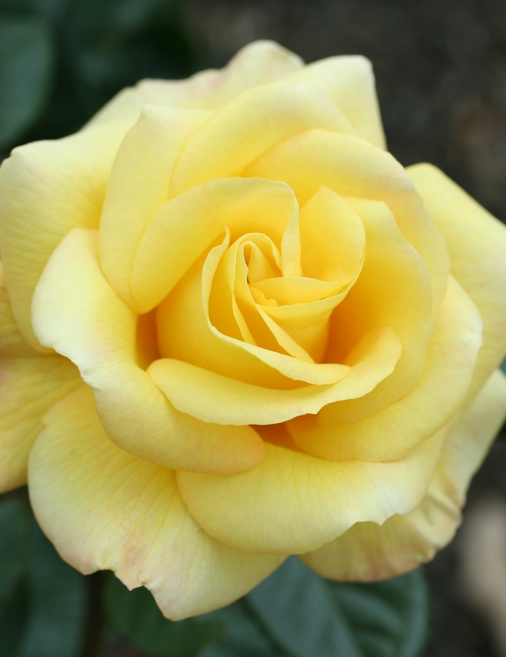 Thinking Of You Rose Plant 3 of 4