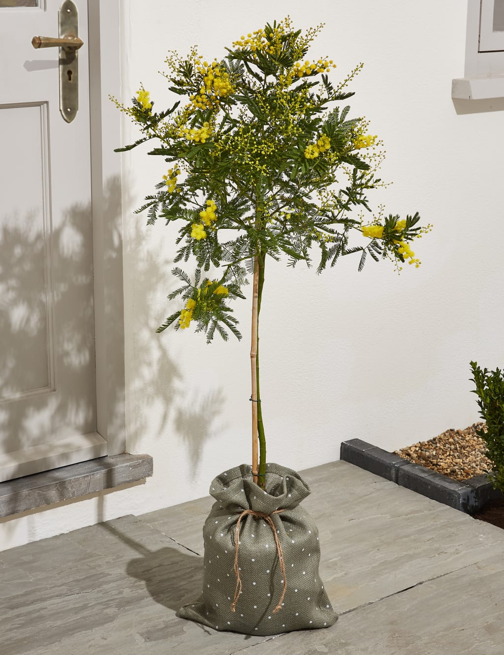Mimosa Tree 1 of 6