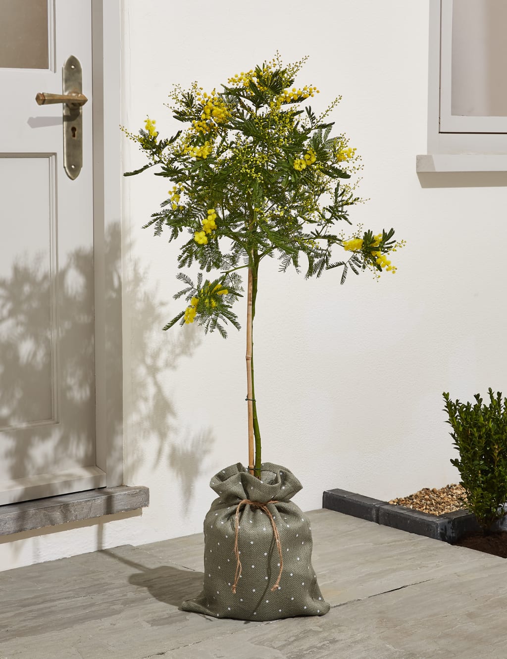 Mimosa Tree 2 of 6