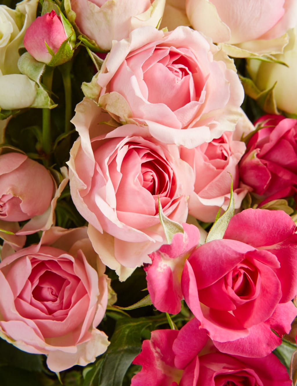Autumn Pink Spray Roses 5 of 5