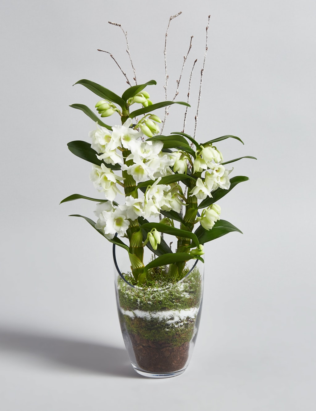 Christmas Orchid Glass 1 of 8