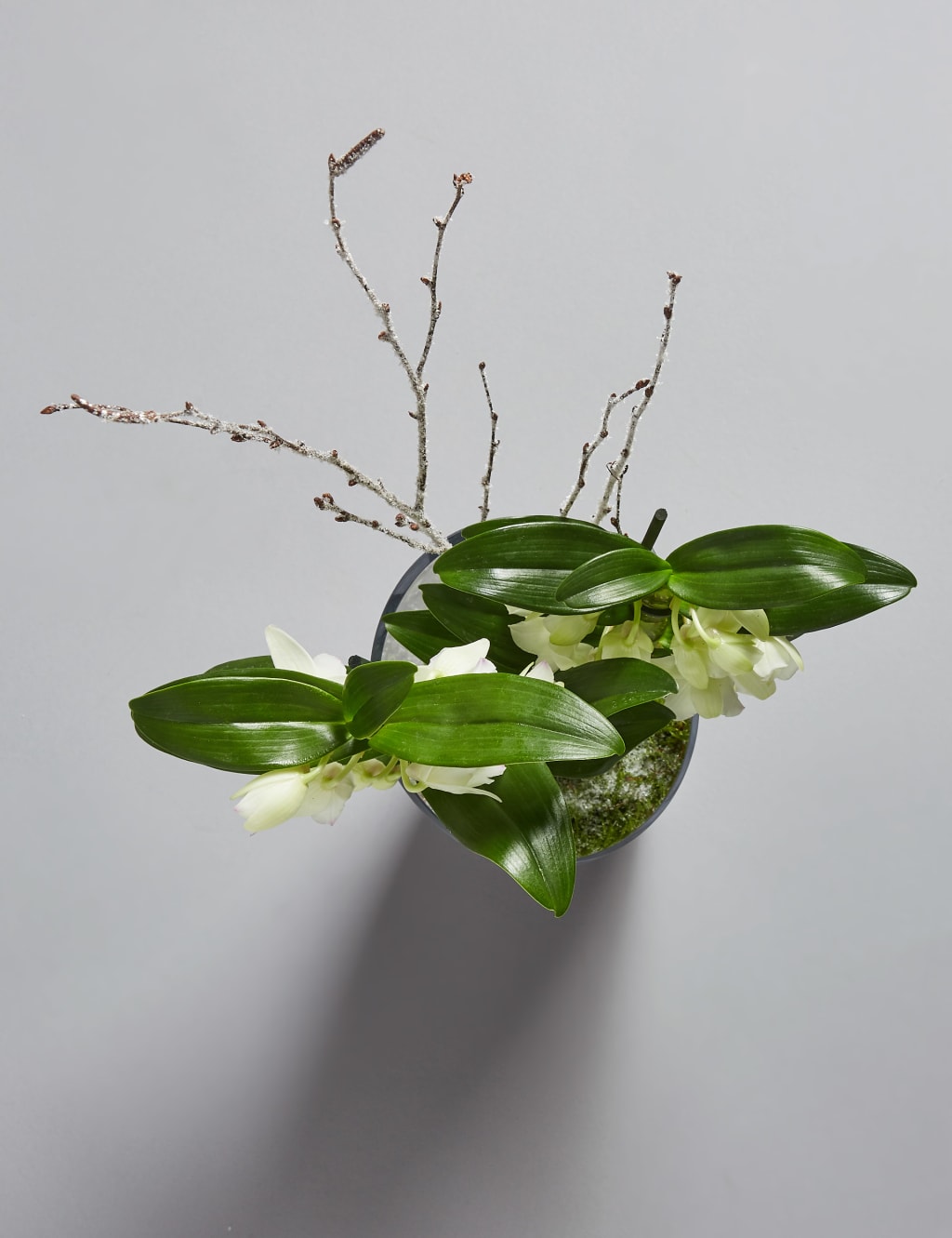 Christmas Orchid Glass 5 of 8