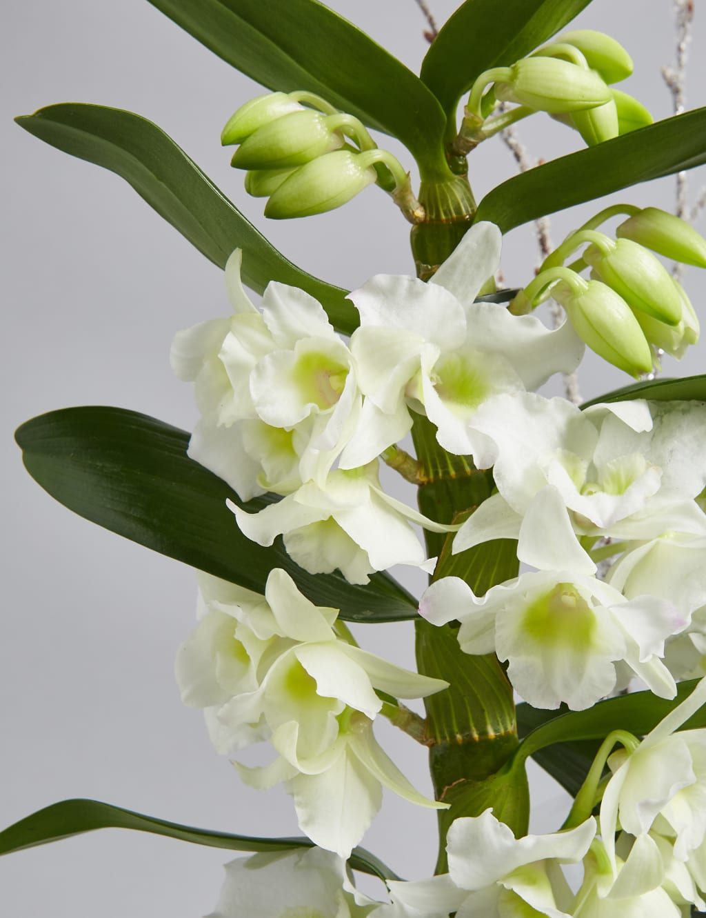 Christmas Orchid Glass 6 of 8