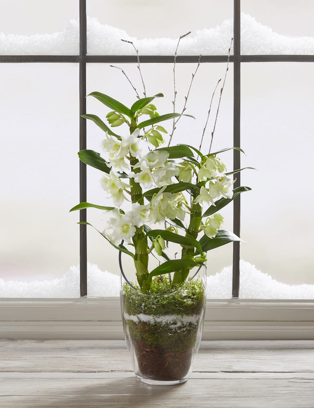 Christmas Orchid Glass 2 of 8