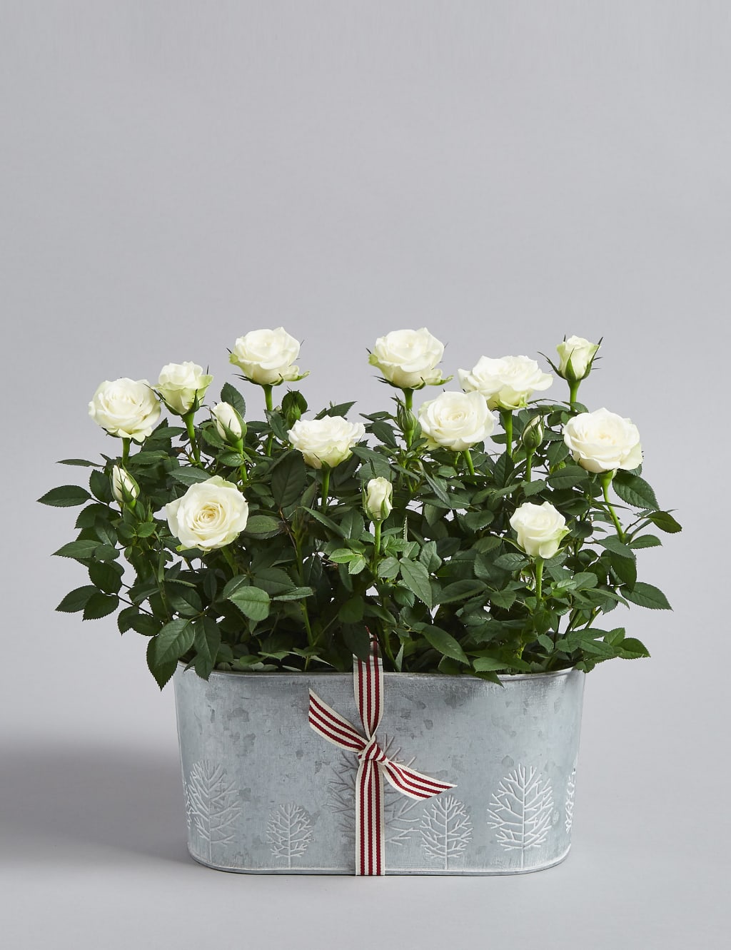 Christmas Rose Trough 1 of 7