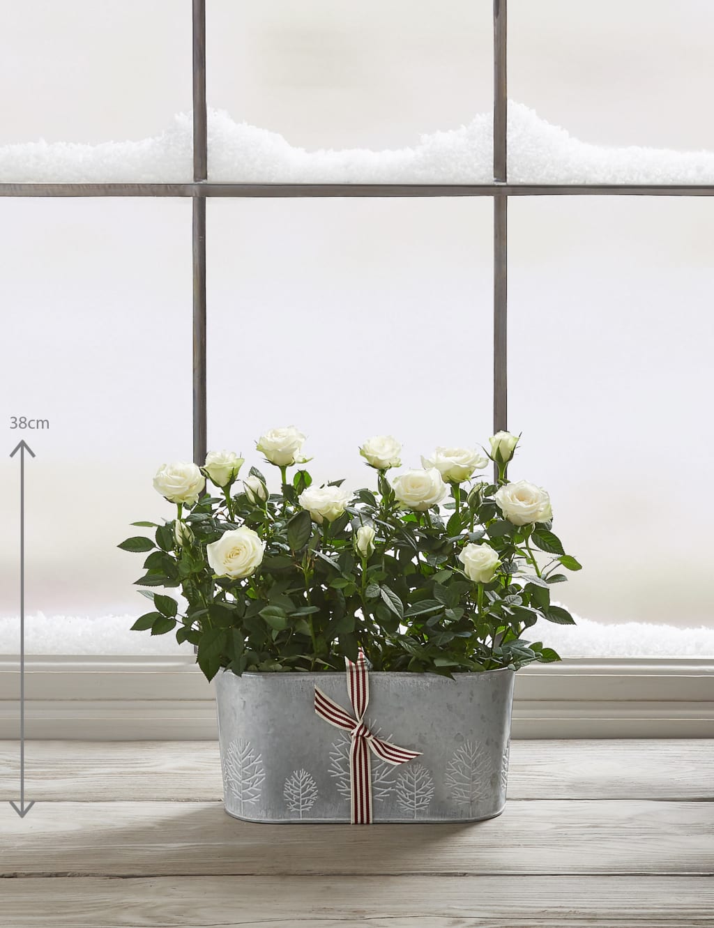 Christmas Rose Trough 3 of 7