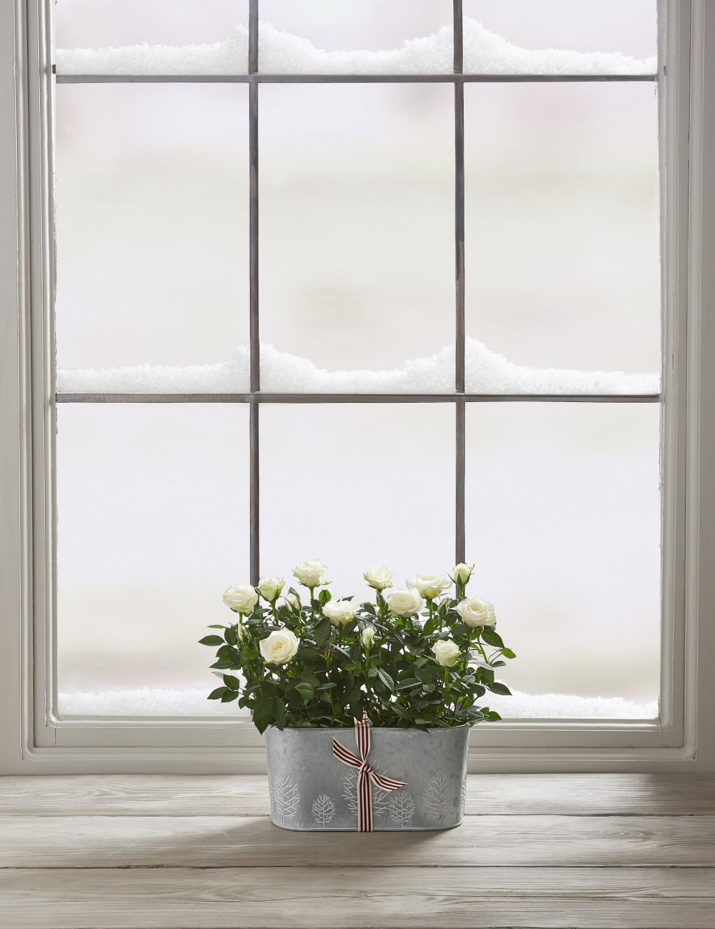 Christmas Rose Trough 4 of 7